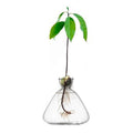 Borosilicate Glass Avocado Vase Hydroponic Seed Vase Living Room Decoration