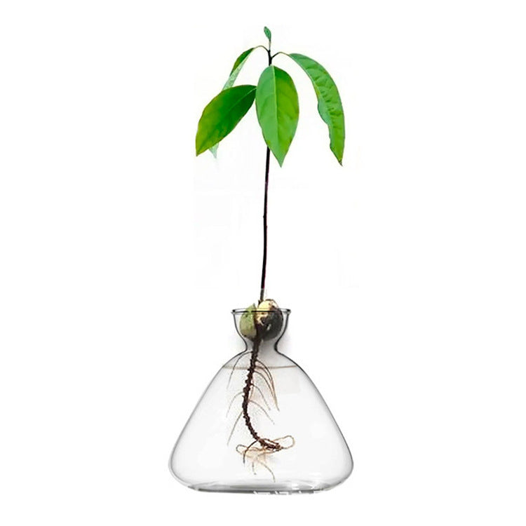 Borosilicate Glass Avocado Vase Hydroponic Seed Vase Living Room Decoration