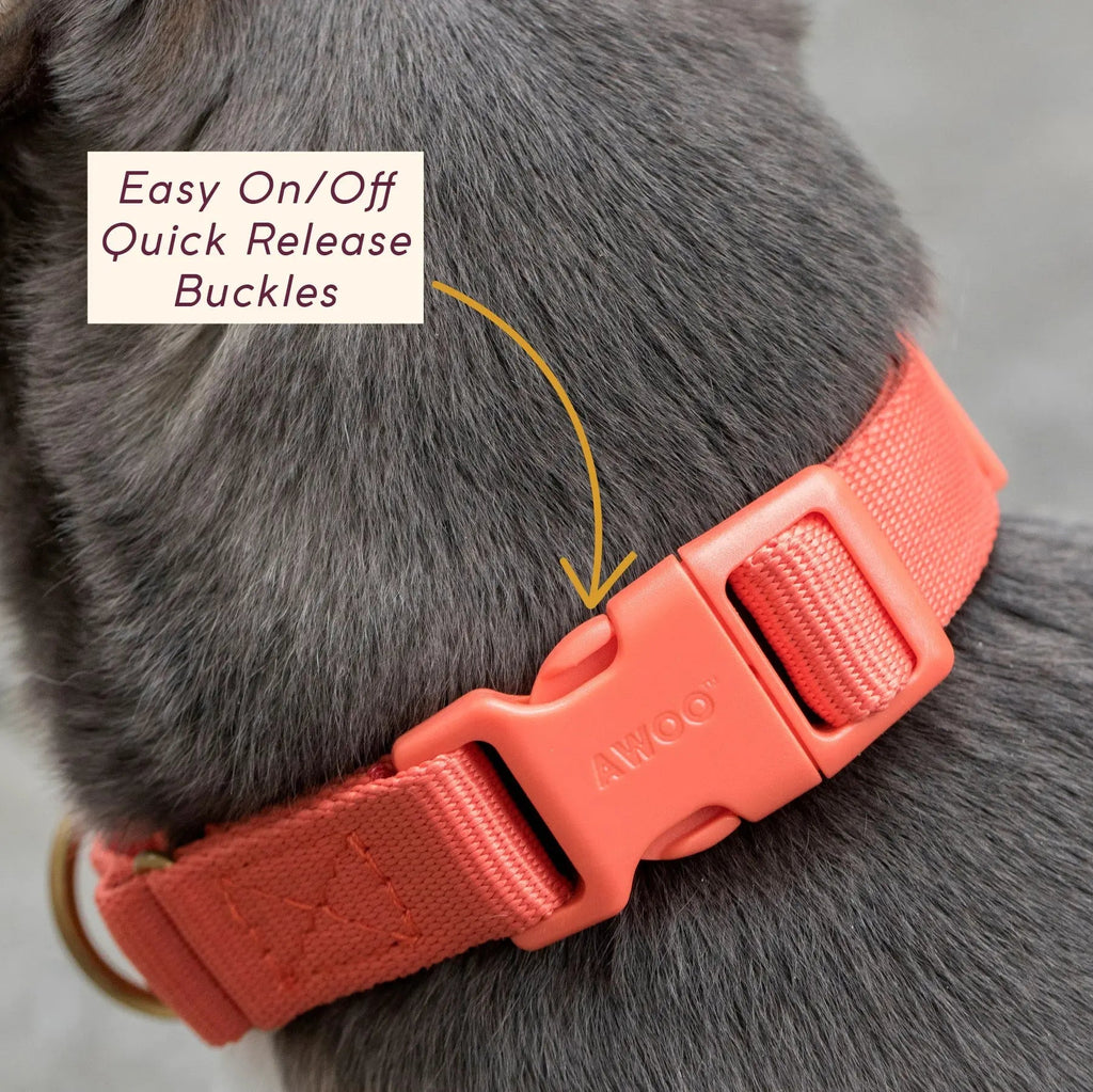 Marty Collar
