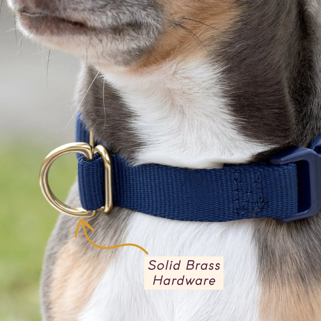 Pack Collar - Last Chance