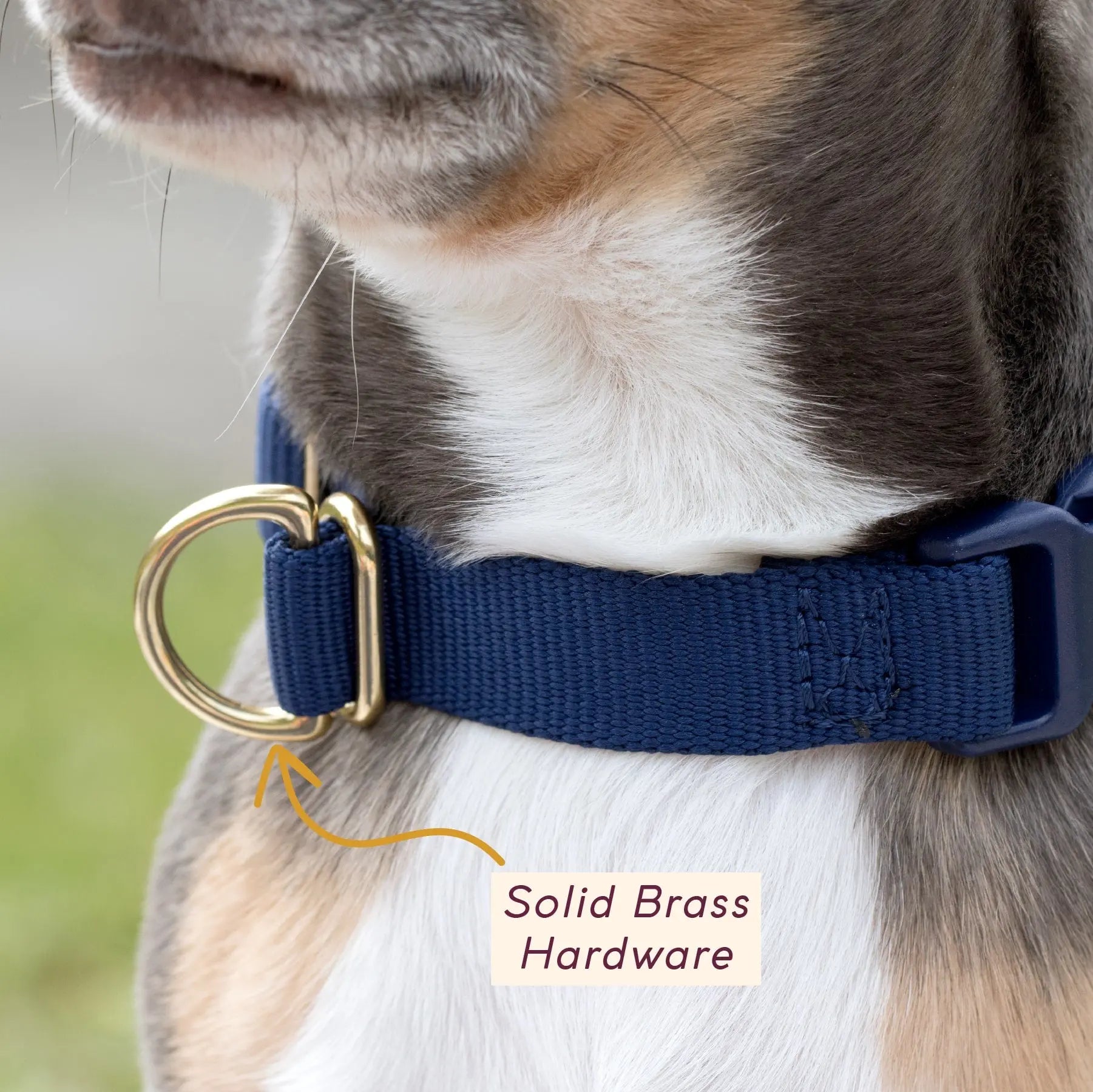Pack Collar