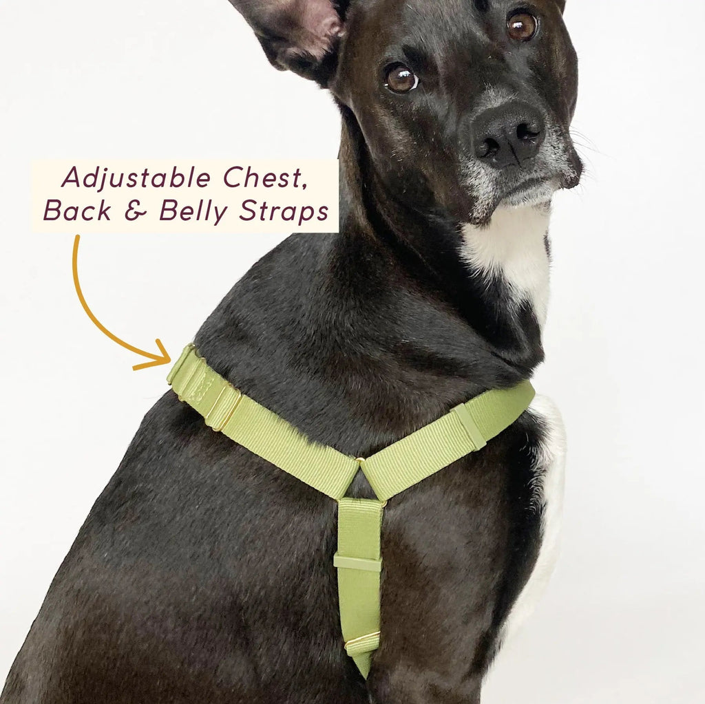 Roam Harness - Last Chance